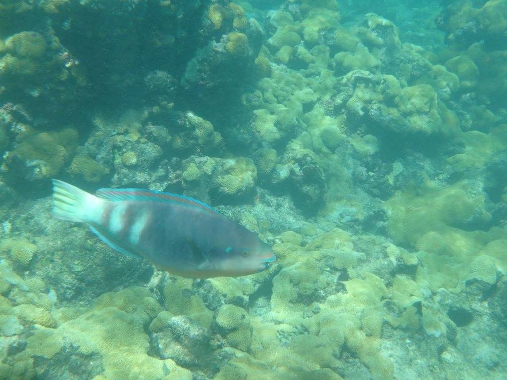 Zelinda's parrotfish (Scarus zelindae) — Scaridae