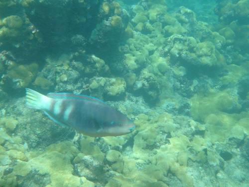 Zelinda's parrotfish (Scarus zelindae) — Scaridae
