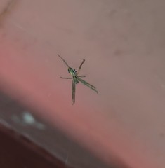 Cyrtophora cicatrosa