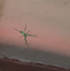 Cyrtophora cicatrosa