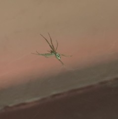 Cyrtophora cicatrosa