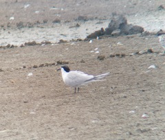 Thalasseus sandvicensis