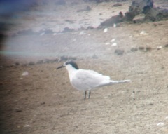 Thalasseus sandvicensis