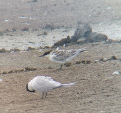 Thalasseus sandvicensis