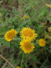 Pulicaria dysenterica