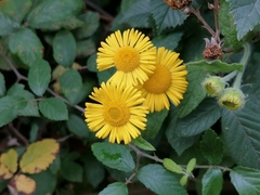 Pulicaria dysenterica