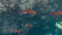 Cephalopholis colonus