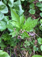 Osmorhiza purpurea