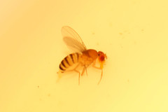 Drosophila