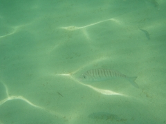 Lithognathus mormyrus