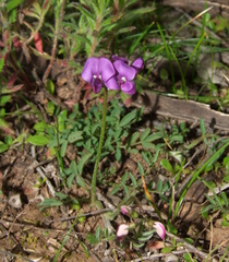 Swainsona behriana