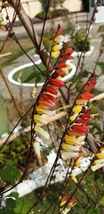 Ipomoea lobata