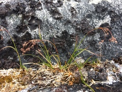 Luzula arcuata unalaschcensis