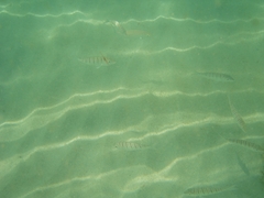 Lithognathus mormyrus