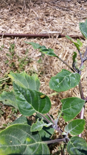 Three-lined Potato Beetle photo 4