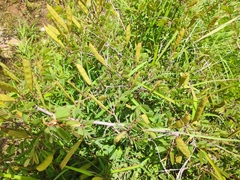 Bauhinia brachycarpa