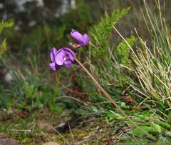 Swainsona behriana