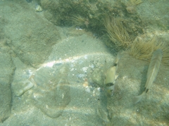 Diplodus vulgaris