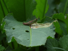 Pseudochorthippus parallelus