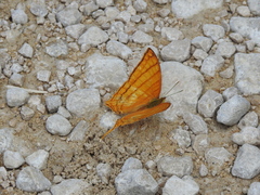 Marpesia harmonia