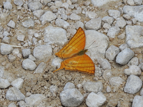 Harmonia Daggerwing