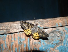 Arichanna flavinigra