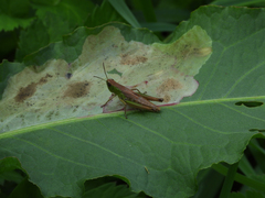 Pseudochorthippus parallelus