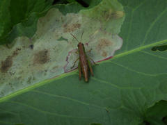 Pseudochorthippus parallelus