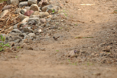 Rhipidura albogularis