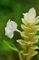 Curcuma caulina