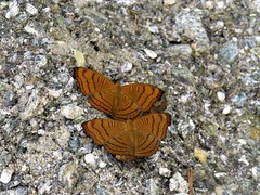 Pseudergolis wedah