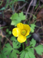 Ranunculus colonorum