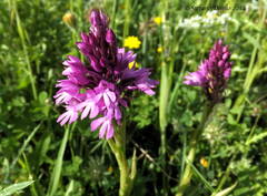 Anacamptis