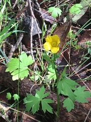 Ranunculus colonorum