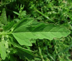 Chenopodium ficifolium
