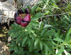 Paeonia peregrina