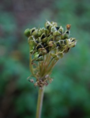Allium decipiens quercetorum