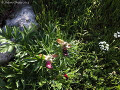 Paeonia peregrina
