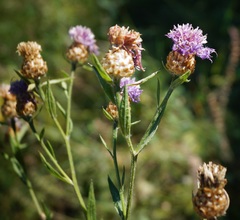 Centaurea jacea substituta