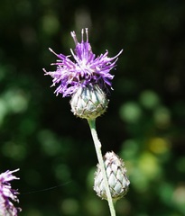 Centaurea scabiosa apiculata
