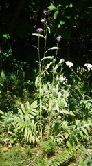 Centaurea scabiosa apiculata