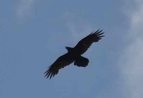 iNaturalist observation photo of Common Raven