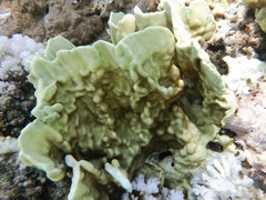 Millepora platyphylla