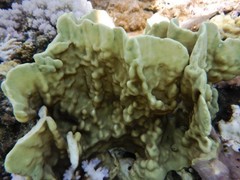 Millepora platyphylla