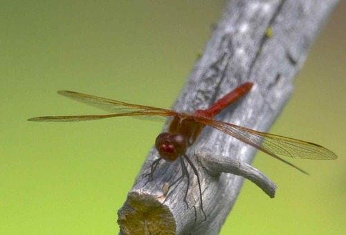 iNaturalist observation photo of Red-veined Meadowhawk
