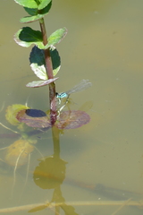 Coenagrion puella