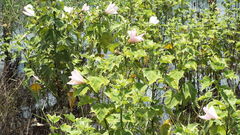 Hibiscus grandiflorus