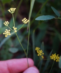 Bupleurum falcatum