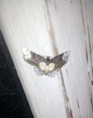 Macrohastina gemmifera