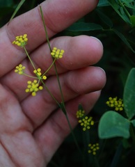 Bupleurum falcatum